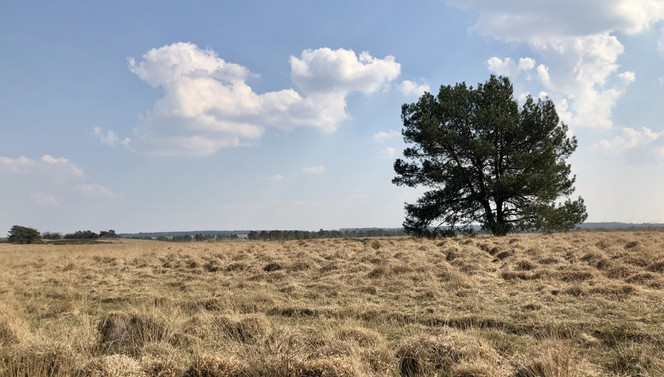 Discover the Veluwe by bike